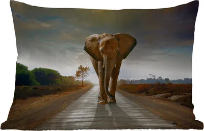 Produktbild von MuchoWow® Outdoor Kissen - Elefant - Straße - Tiere - Sonnenuntergang - Landschaft - 50x30 cm - Wetterfest - Lounge Kissen - Sofa kissen - Wohnzimmer Dekoration