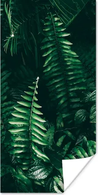 Produktbild von MuchoWow® Poster Blätter - Dschungel - Natur - Tropisch - Pflanzen 20x40 cm - Plakat - Foto