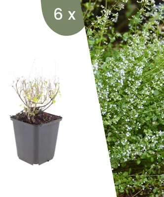 Produktbild von Plants by Frank | 6 Bergminze Pflanzen | Calamintha Nepeta subsp. Nepeta | Stauden | Winterhart | Mehrjährig | Gartenpflanzen