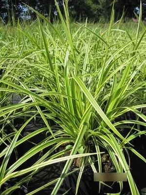Produktbild von Carex foliosissima Vanilla Ice - Garten-Segge Vanilla Ice