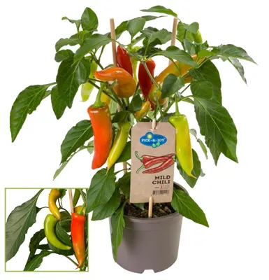 Produktbild von Chili-Pflanze - mild - Peperoni - Pfefferstrauch für Balkon und Garten - 14cm Topf - Gemüse-To-Go