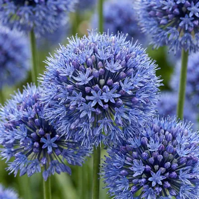 Produktbild von Green boutiQ - 320x Allium Caeruleum - Blauer Zierlauch - Blau - Sommerblüher - Zwiebelgröße 4/5