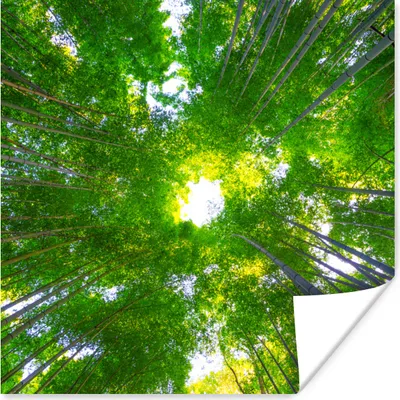 Produktbild von MuchoWow® Poster Baumkronen im Arashiyama-Bambuswald 100x100 cm - Babyzimmer
