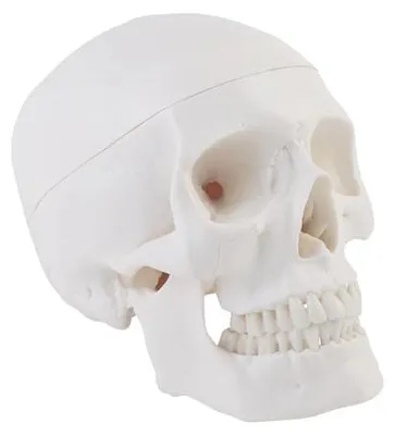 Produktbild von Skädel Modell Schädel Skelett Modell für Anatomieunterricht