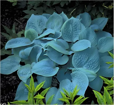 Produktbild von Stauden Gänge 3 x Hosta plantaginea 'Fragrant Blue' im 1 Liter Topf - Blaue Duft Funkie - Blauer Schimmer trifft duftende Blütenpracht