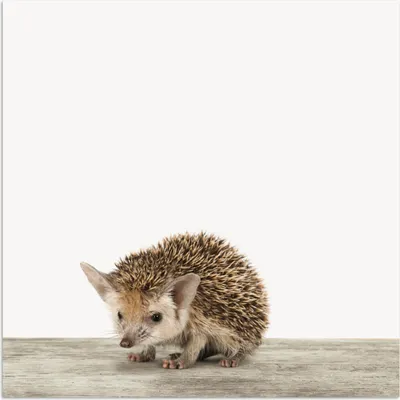 Produktbild von MuchoWow® Poster Igel - Tiere - Jungen - Mädchen 75x75 cm - Wand Dekoration
