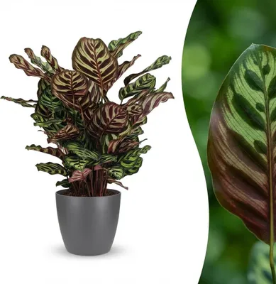 Image de Green boutiQ - Plante d'intérieur - Plante paon - Calathea Makoyana - Vert - Peu d'entretien - 1 plante - avec pot gris - Pot 19 cm - Hauteur 70 cm