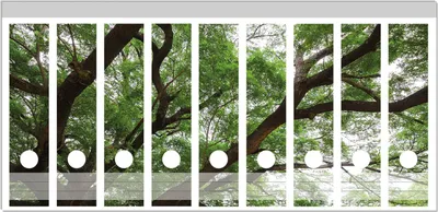 Produktbild von Wallario Ordnerrücken Sticker, selbstklebend für breite Ordner, 9 Stück, Motiv Gigantischer Regenbaum von unten