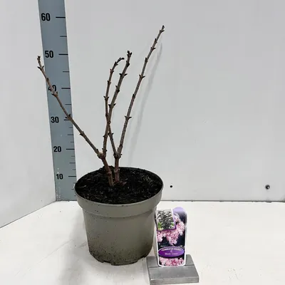 Produktbild von Sambucus nigra Black Tower ('Eiffel 1'PBR) - Holunder | 50-60 cm im Topf