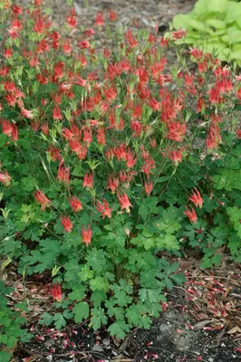 Produktbild von Aquilegia canadensis 'Little Lanterns', Akelei, rot-gelb, ca. 9x9 cm Topf