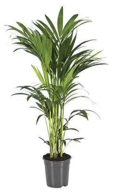 Obrázek produktu pro Kentia (Howea forsteriana), výška 110 cm, nenáročná na péči