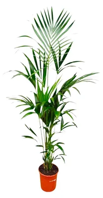 Produktbild von Zimmerpflanze - Kentia-Palme - Howea forsteriana - Tropisch - Für helle Standorte ohne direkte Sonne - Topf Ø21-25cm - Höhe 170cm