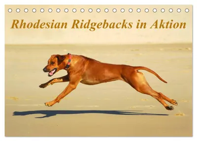 Produktbild von Rhodesian Ridgebacks in Aktion (Tischkalender 2027 DIN A5 quer), CALVENDO Monatskalender