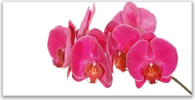 Produktbild von Tulup Leinwand-Bilder 140x70 Wandbild Canvas Kunstdruck Blumen Pflanzen