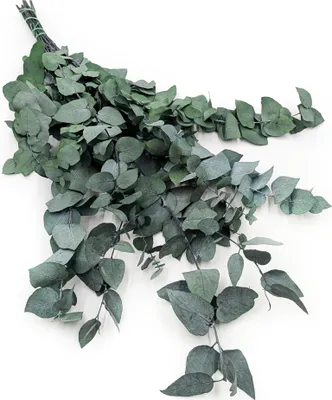 Produktbild von Stabilisiertes Eukalyptus - Cinerea - Grün