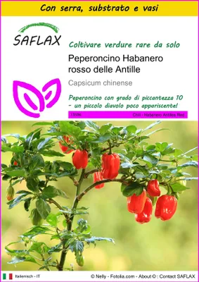 Immagine prodotto di SAFLAX Insieme di coltivazione - Peperoncino Habanero rosso delle Antille - 10 semi - Capsicum