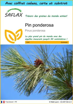 Image de SAFLAX Ensemble-cadeau - Pin ponderosa - 20 graines - Pinus