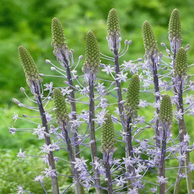 Image de Scilla Bulbes à fleurs Bulbes fleurs Blue Arrow 1 pc.