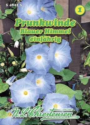 Artikelbild 1 von 'Prunkwinde Blauer Himmel' aus der Kategorie Windensamen
