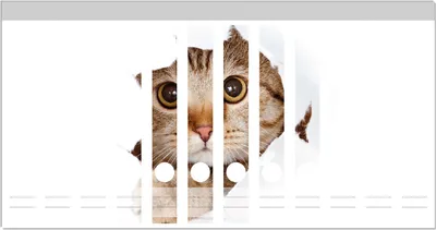 Produktbild von Wallario Ordnerrücken Sticker, selbstklebend für schmale Ordner, 12 Stück, Motiv Katze mit Blick nach vorn