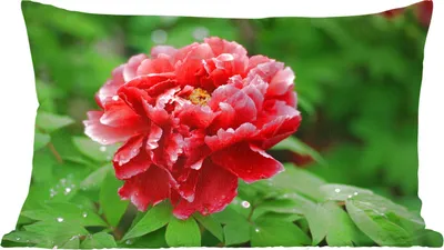 Produktbild von MuchoWow® Zierkissen Sofakissen Wohnzimmer Dekokissen 50x30 cm Eine rote Pfingstrose im Frühling - Wohnzimmerdekoration - Polster mit Photo