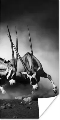 Produktbild von MuchoWow® Poster Antilope - Schwarz und weiß - Porträt - Wildtiere - Tiere 80x160 cm - Kinderzimmer