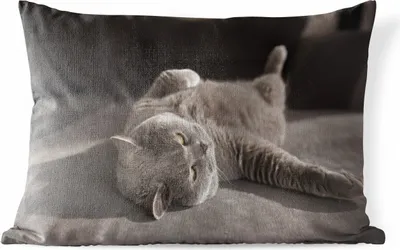Produktbild von MuchoWow® Outdoor Kissen - Tier - Katze - Grau - 60x40 cm - Wetterfest - Lounge Kissen - Zierkissen - Kissen für Innenräume