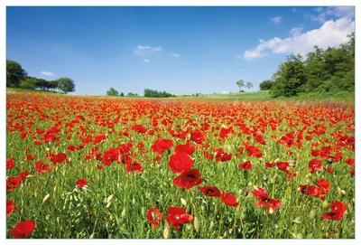 Produktbild von Wallario Küchenrückwand aus Glas, Größe: 90 x 60 cm, Motiv: Mohnblumenfeld- rote Blumen unter blauem Himmel | Spritzschutz | abwischbar | pflegeleicht | in