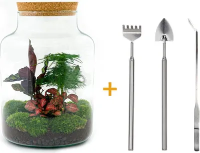 Immagine prodotto di Terrario fai da te - Latteo - ↕ 30 cm