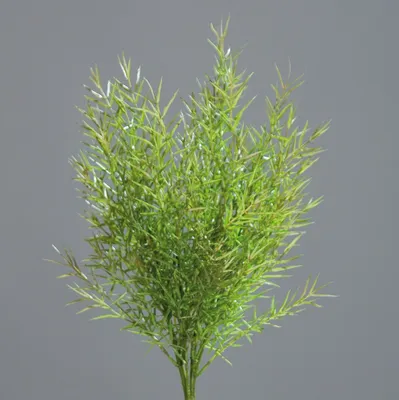 Produktbild von künstlicher Asparagusbusch , Deko Blätterzweig H. 38cm hellgrün DPI WA
