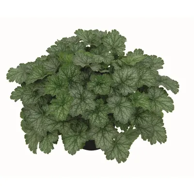 Produktbild von Heuchera "Little Cuties - Peppermint" - Purpurglöckchen "Little Cuties - Peppermint" im Topf 12 cm  - 12cm