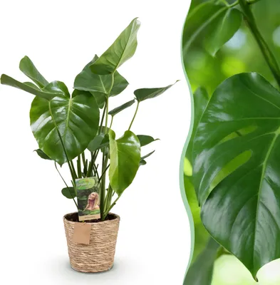 Produktbild von Monstera Deliciosa - Lochpflanze - Pflegeleicht - mit Korb - Grün - 70-80cm - Ø21cm - Zimmerpflanze - Immergrün