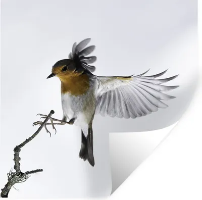 Produktbild von MuchoWow® Wandtattoo Wandsticker Wandaufkleber Nahaufnahme Vogel 80x80 cm Selbstklebend und Repositionierbar - Wierderverwendbar - Selbstklebend