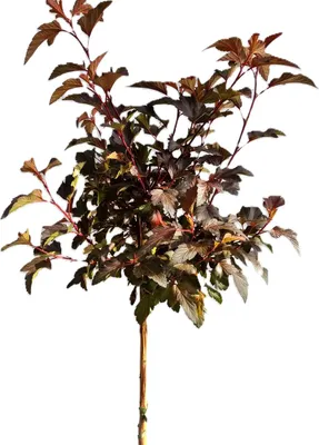 Image de Physocarpus Opulifolius 'Lady in Red' haute tige 120 - 140 cm