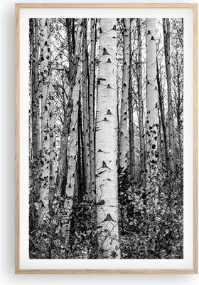 Produktbild von Gerahmtes Poster - Rahmen in heller Eiche - Birken Wald Monochrom - 61x91,5 cm - Wand Bild - Wanddeko - Wandbilder - Kunstposter - Wandposter - Bilderrahmen - Bilder - Kunstdruck - P2NPA61x91-4643