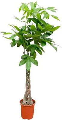Zdjęcie produktu dla Kasztan szczescia - Pachira Aquatica - roslina doniczkowa 110cm - Ø21cm