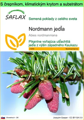Obrázok produktu pre SAFLAX Garden to go - Nordmann jedľa - Abies nordmanniana - 20 Semená - S črepníkom, klimatickým vekom a pestovateľským substrátom
