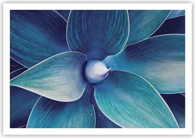Produktbild von Poster - Poster ohne Rahmen - Agave Blau Blume - 100x70 cm - Wand Bild - Wanddeko - Wandbilder - Kunstposter - Wandposter - Bilder - Kunstdruck - Wanddekoration - Wandbild - P2XAA100x70-4972