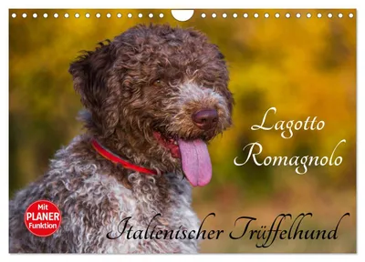Produktbild von Lagotto Romagnolo - Italienischer Trüffelhund (Wandkalender 2027 DIN A4 quer), CALVENDO Monatskalender