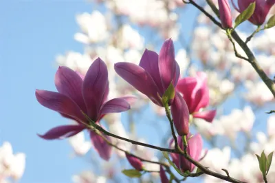 Zdjęcie produktu dla Magnolia soulangiana 'Starburst', Magnolia tulipanowa, różowo-biała, 50-60 cm