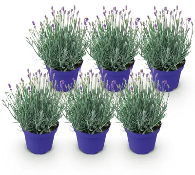 Image de Green boutiQ - Plante de jardin - Lavandula angustifolia Hidcote - Lavande - Rustique - Violet - 6 plants - Pot de 12 cm - Hauteur 15-25 cm