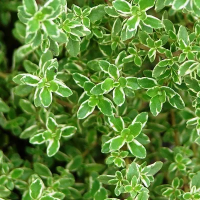 Produktbild von 6 x Zitronen-Thymian - Thymus citriodorus  | Topf 9cm x 9cm