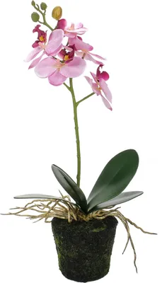 Produktbild von Künstliche Orchidee in vorgeformter Kunsterde, täuschend echt wirkende Phalaenopsis-Orchidee mit 5 rosa roten Blüten, Knospen, 4 Blättern, Luftwurzeln, bemooster Erde