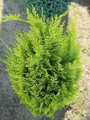 Produktbild von Chamaecyparis lawsoniana Erecta Aurea - Zypresse Erecta Aurea 40-50