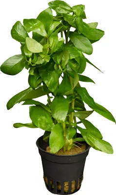 Produktbild von Stoffels Hygrophila polysperma