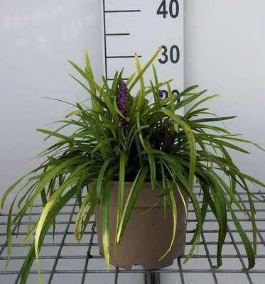Produktbild von 6 x  Liriope musc. 'Royal Purple' - Lilientraube - Topf 9 x 9 cm
