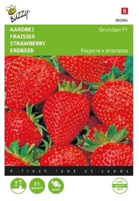 Produktbild von Erdbeeren Grandian F1 | Erdbeersamen von Buzzy Seeds