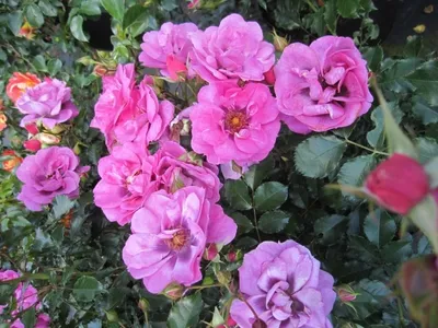Produktbild von Rosa Orienta Djamila ® - Beetrose Orienta Djamila ® - Tantau Rose