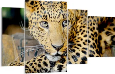 Produktbild von Bild auf Leinwand - Leinwandbild - Tiere gefährlich wilde katze - 120x70cm - Wand Bild - Wanddeko - Leinwanddruck - Bilder - Kunstdruck - Wanddekoration - Leinwand bilder - Wandkunst - DL120x70-2702