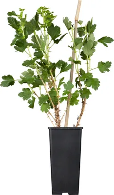 A potted gooseberry plant with a support stake, isolated on a white background.